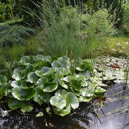 Twee Linden * Ostseebad Nienhagen